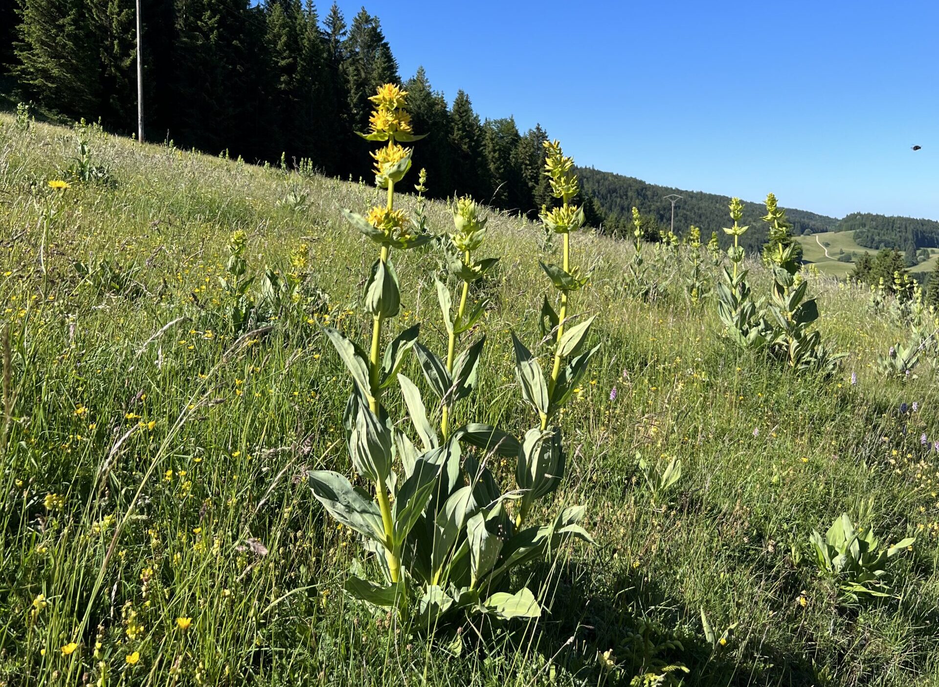 Yellow gentian in the Massif Central mountains
