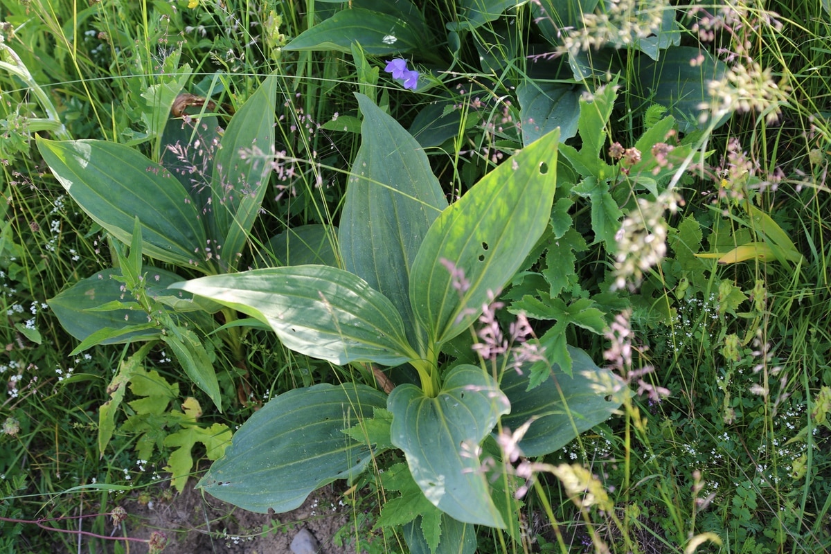 yellow gentian leaves