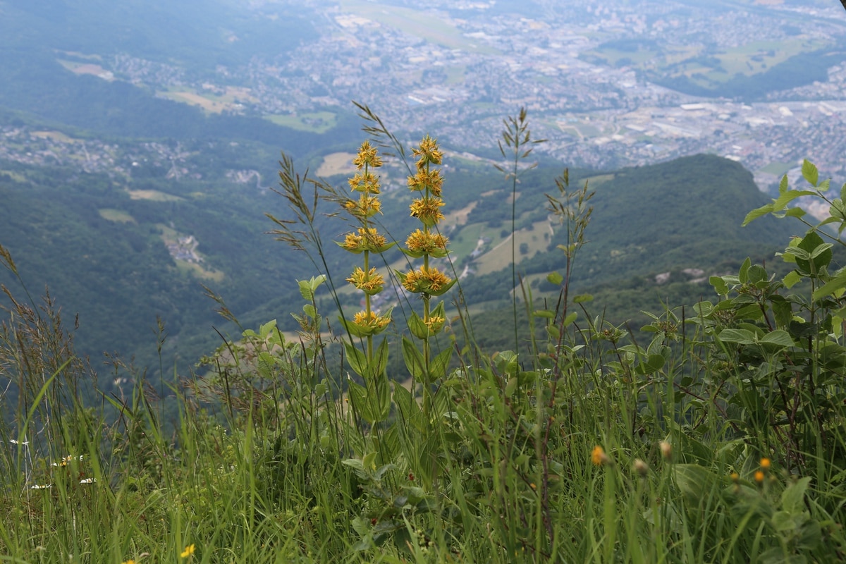 Yellow gentian in the French Alps
