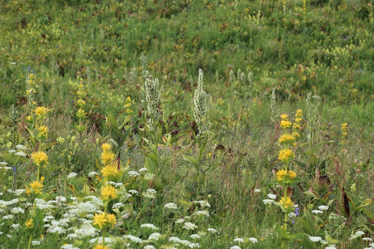 yellow gentian with veratrum