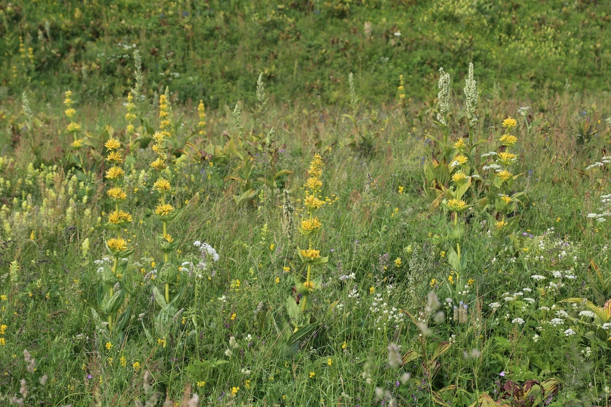 Yellow gentian in the Alpine meadows