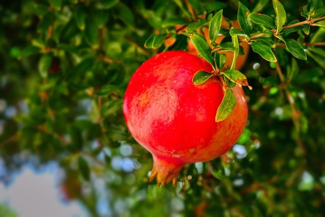 pomegranate on its tree