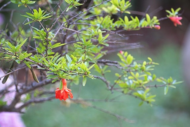 pomegranate tree