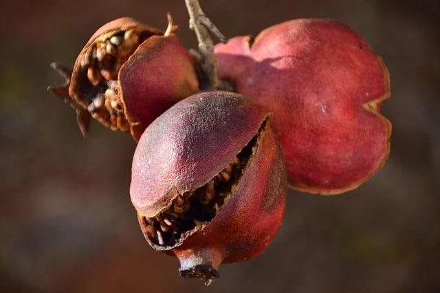 pomegranates burst open