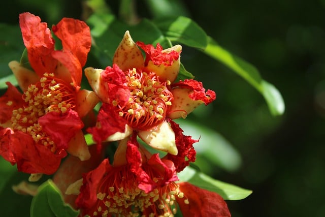 pomegranate flowers