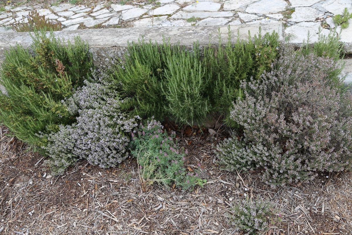 Rosemary growing spontaneously in front of my houses (with thyme)
