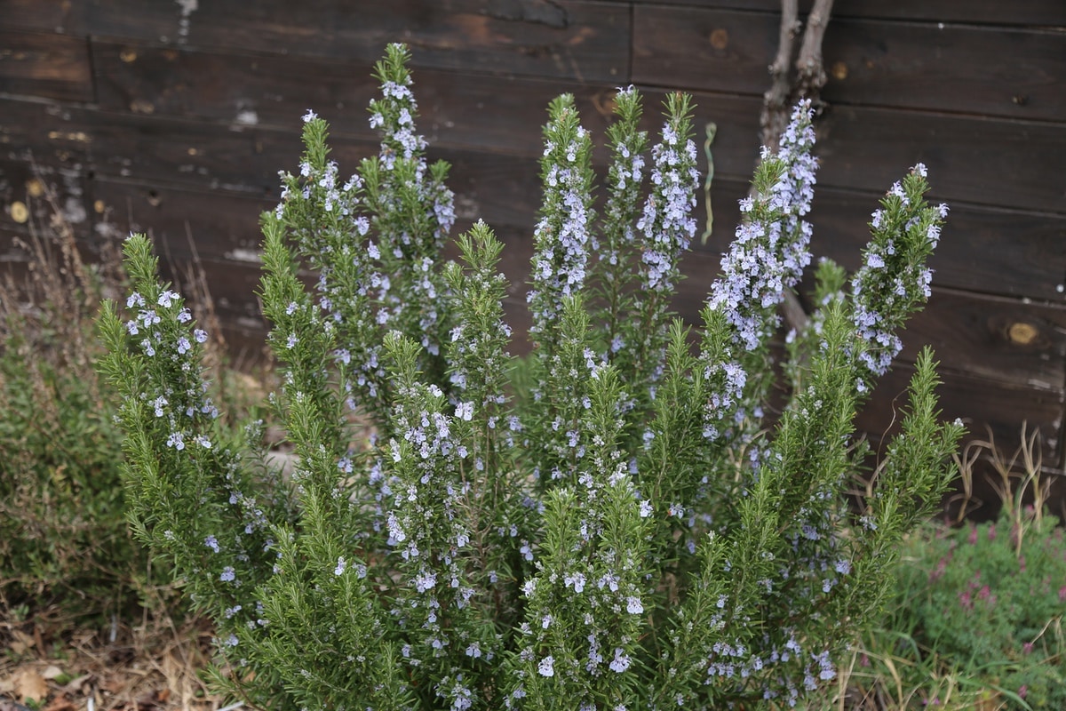 Flowering rosemary in the garden
