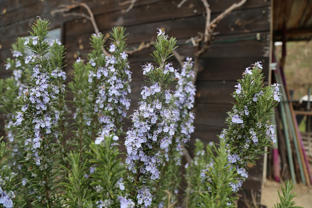 Flowering rosemary in the garden