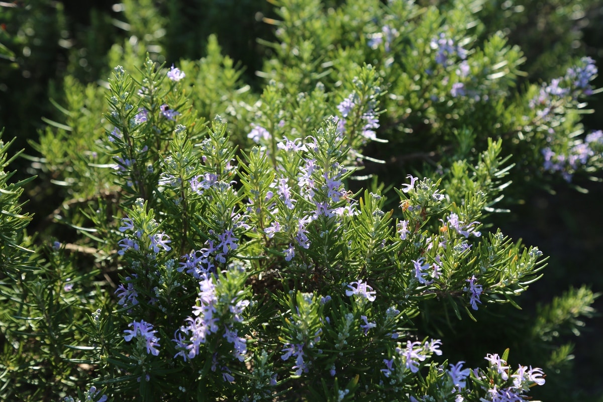 Flowering rosemary in Provence