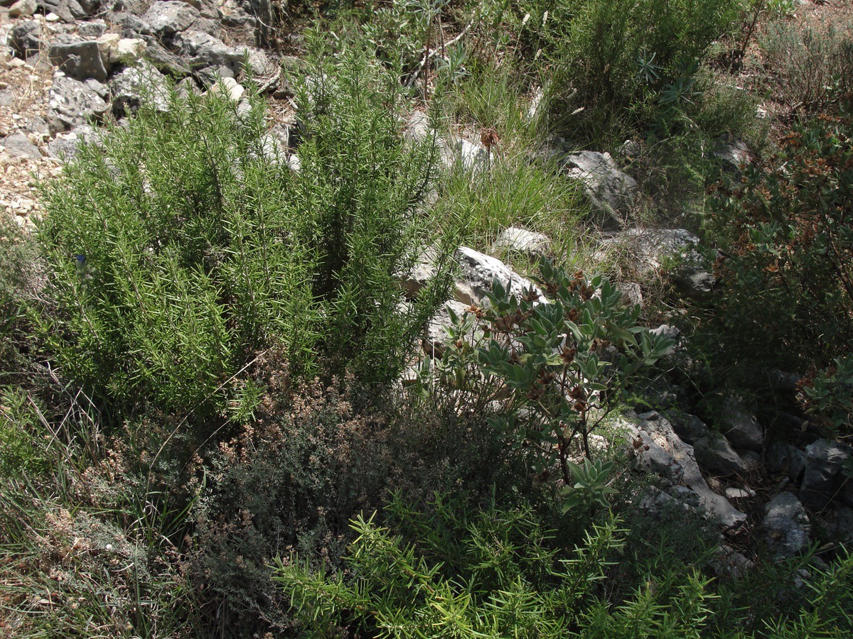 Wild rosemary in Provence