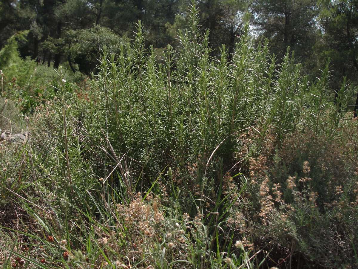 Wild rosemary in Provence
