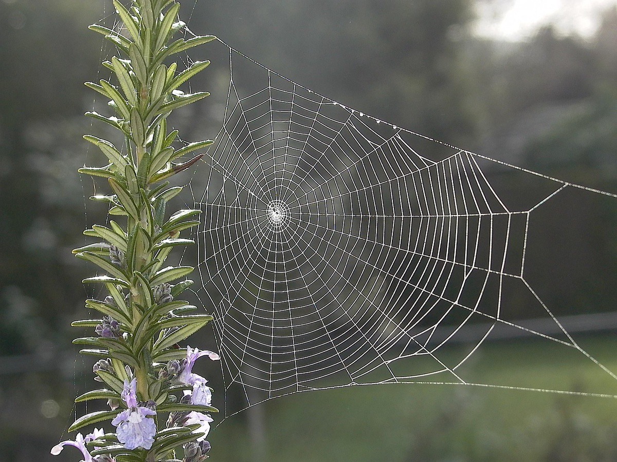 Spider and flowering rosemary (lucky spider!)