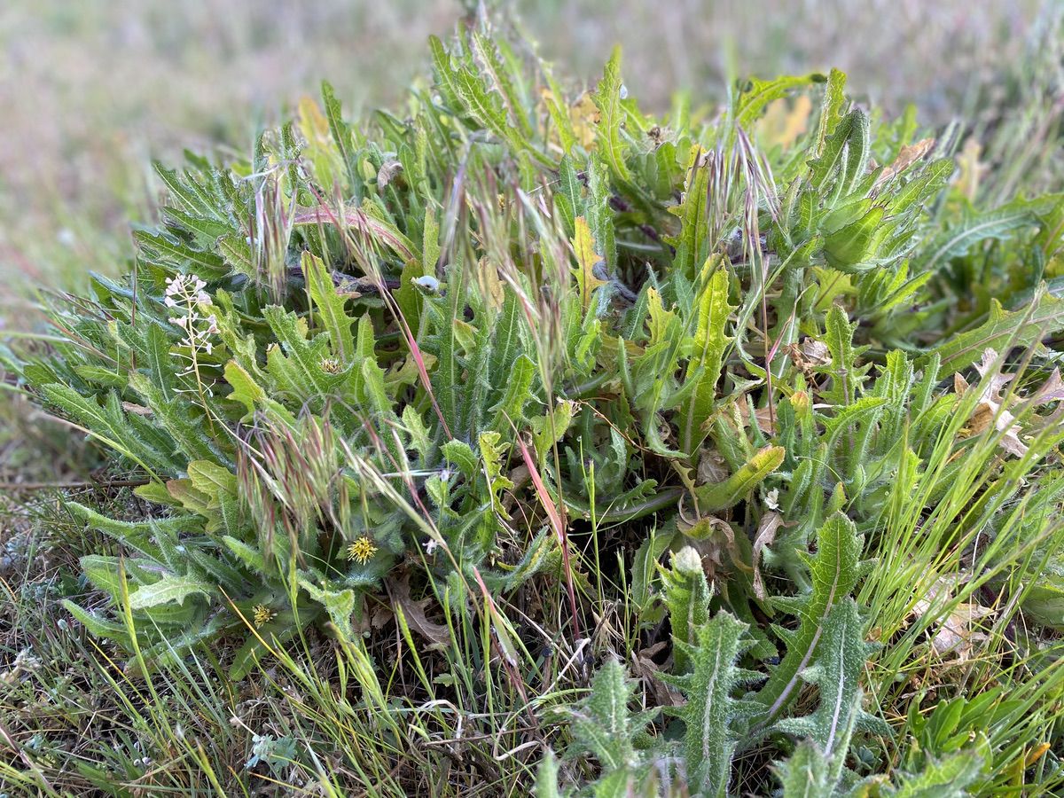 Overall view of Blessed thistle