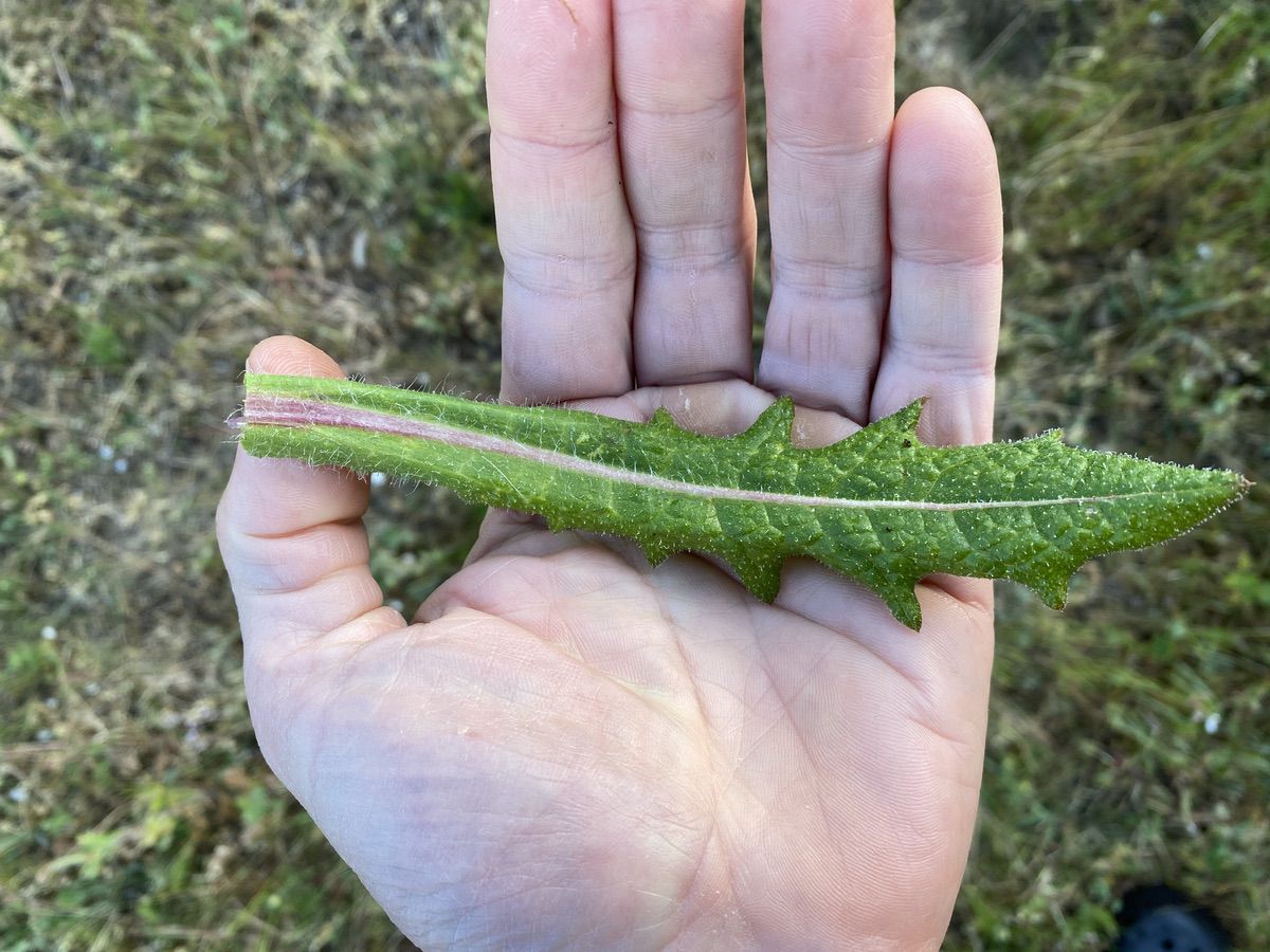 Blessed thistle leave