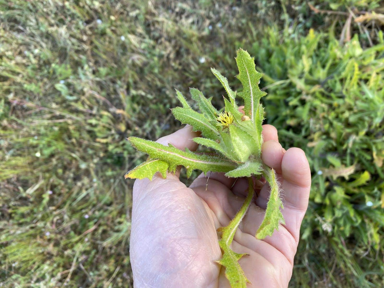 Picking Blessed thistle for herbal preparations