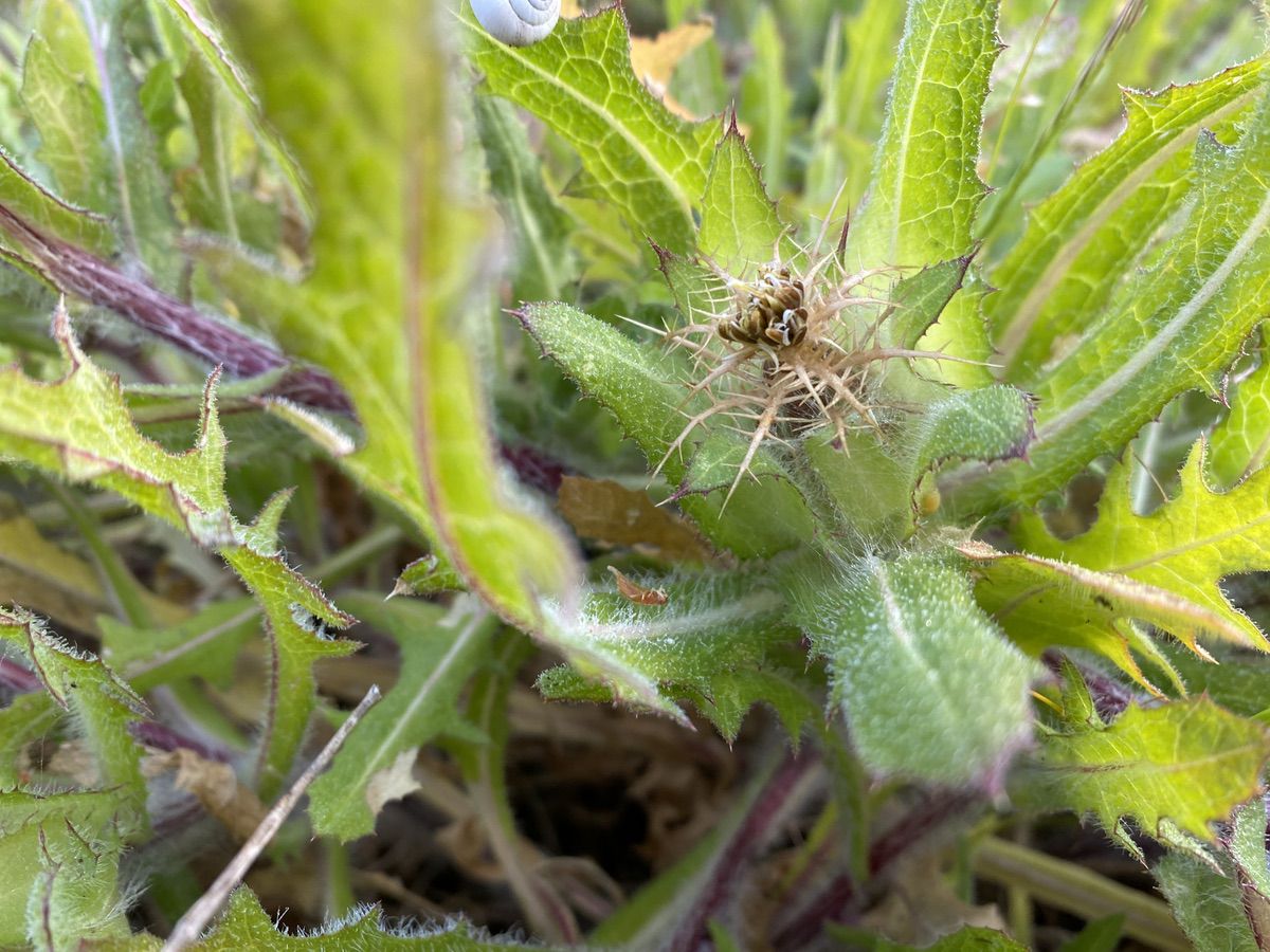 Blessed thistle flower head