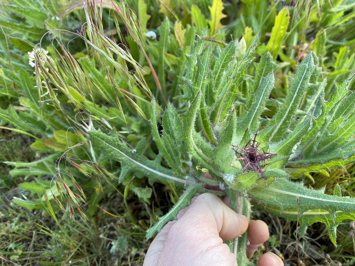 Blessed thistle hairy leaves
