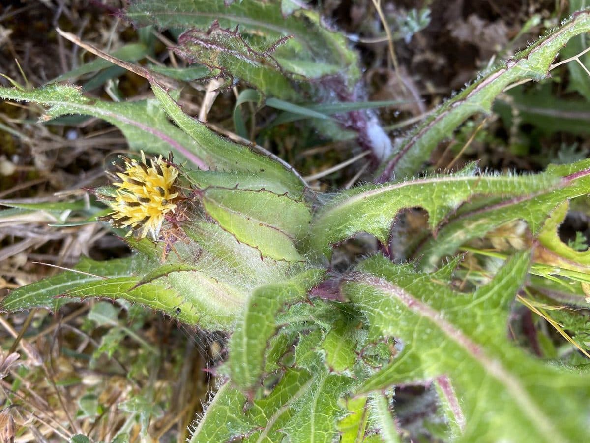 Blessed thistle yellow tubular flowers