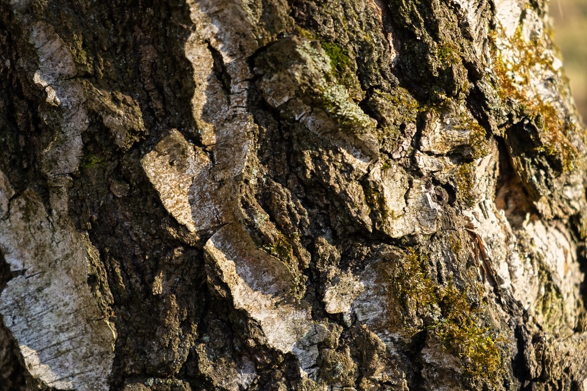 oak bark