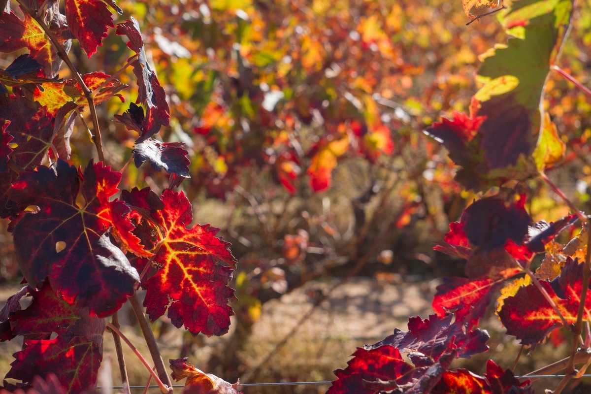 Red vine leafs