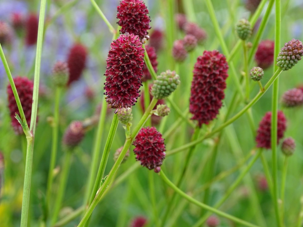 Sanguisorba