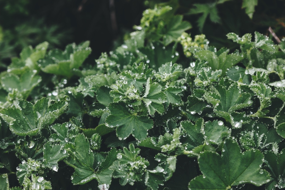 alchemilla