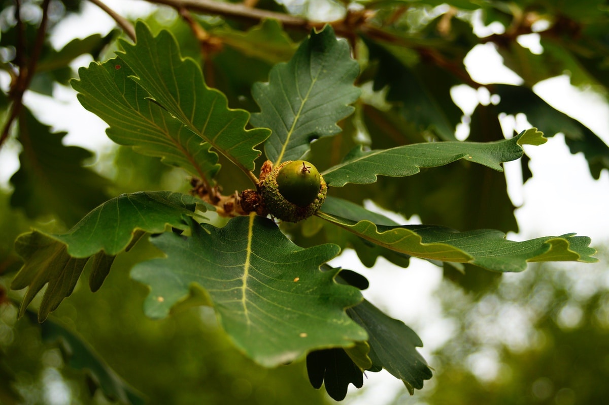 Oak leaves