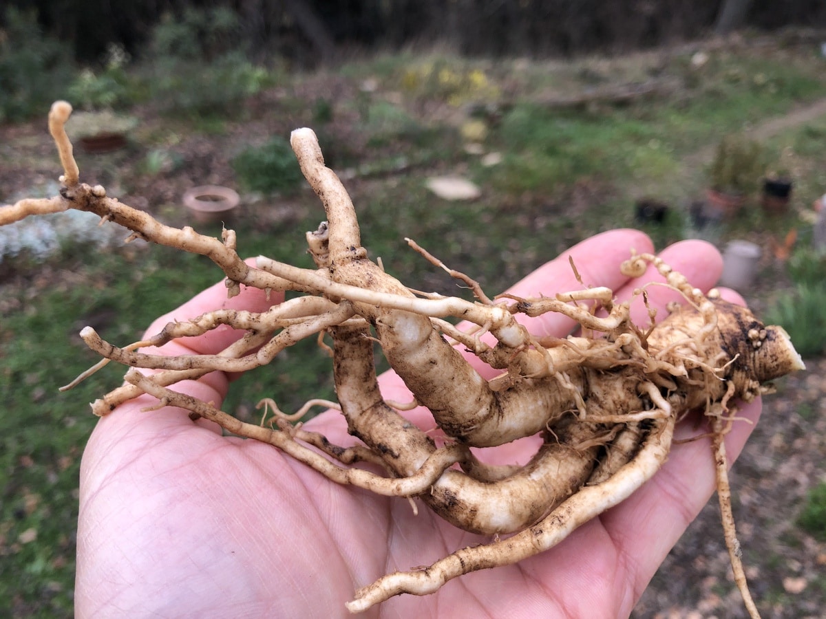 Adaptogens: ashwagandha root