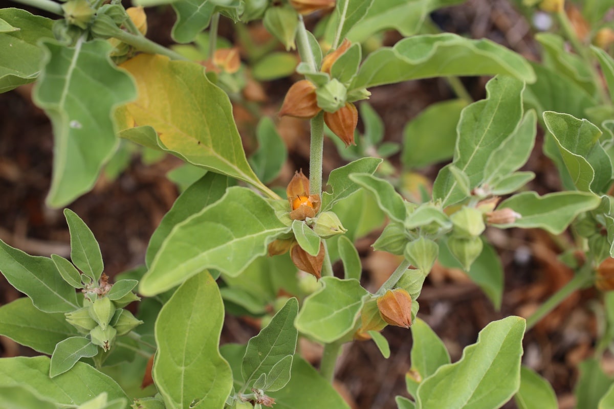 Adaptogens: ashwagandha