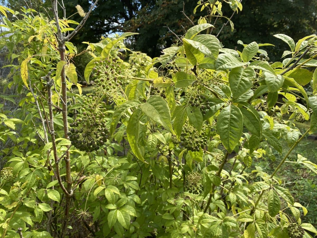 Adaptogens: eleuthero