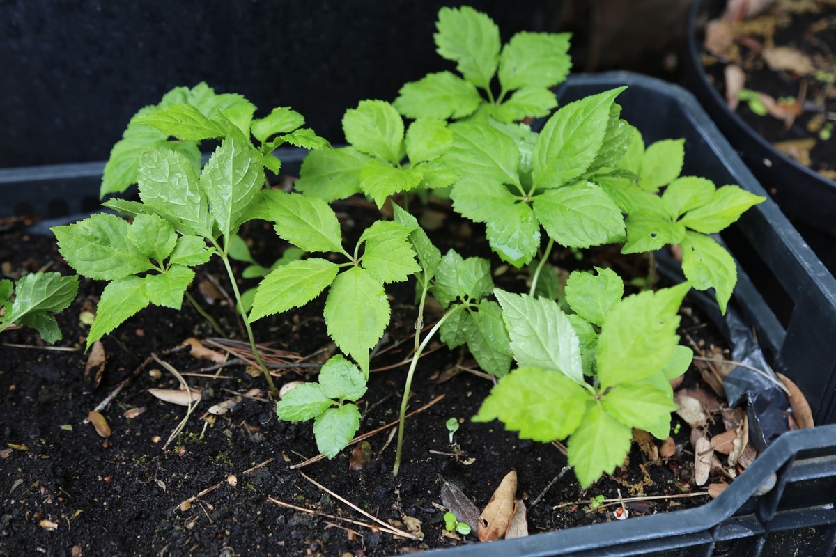 Adaptogens: American ginseng