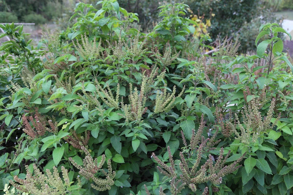 Adaptogens: tulsi or holy basil
